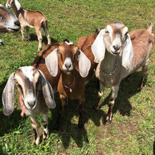 Load image into Gallery viewer, Adorable Goats for goat&#39;s milk soap
